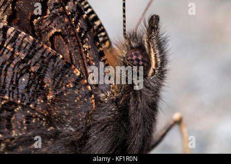 Tagpfauenauge (Nymphalis io) Nahaufnahme Detail. Tipperary, Irland Stockfoto