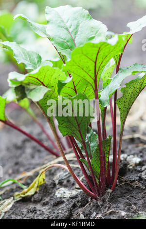 Frische rote Beete und Spinat Pflanzen auf einen Gemüsegarten. Stockfoto