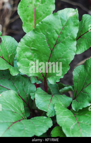 Frische rote Beete und Spinat Pflanzen auf einen Gemüsegarten. Stockfoto