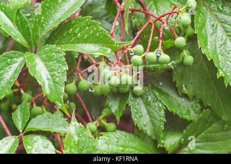 Eine junge Traube nach dem Regen. Tropfen Wasser das Bild Frische und Reinheit hinzufügen. Eine vollkommen gesunde Fötus. ein Bild auf eine Traube Stockfoto