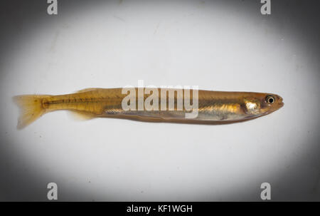 Neuseeland: Whitebait gebändert Kokopu (Galaxias fasciatus): juvenile Fische, Lokal "whitebait. Dies ist einer der fünf Arten von whitebait. Stockfoto