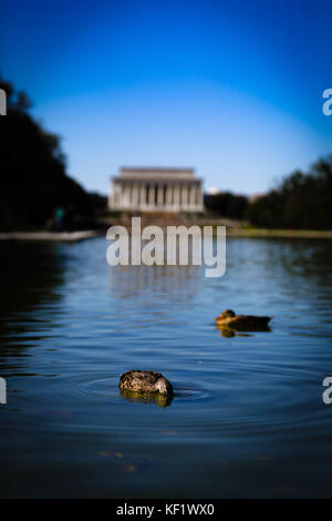 Enten in den Pool der Nation Stockfoto