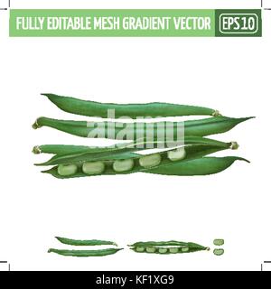 Bean auf weißem Hintergrund. Vector Illustration Stock Vektor