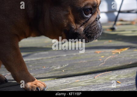 Fawn Französische Bulldogge Stockfoto