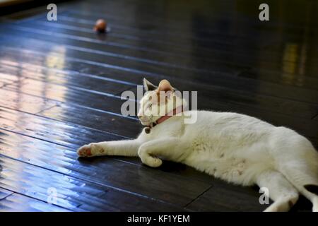 Calico Katze liegt auf dem Holzboden Stockfoto