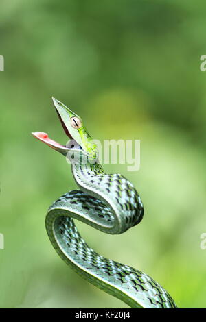 Darting grünen Weinstock Schlange, Western Ghats Indien Stockfoto