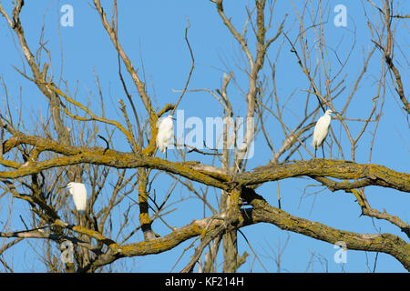 Donaudelta in Rumänien: wenig Silberreiher (Egretta garzetta) in einem abgestorbenen Baum. Stockfoto