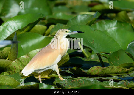 Donaudelta in Rumänien: Squacco Heron, (Ardeola ralloides) Wandern auf Lily Pads Stockfoto