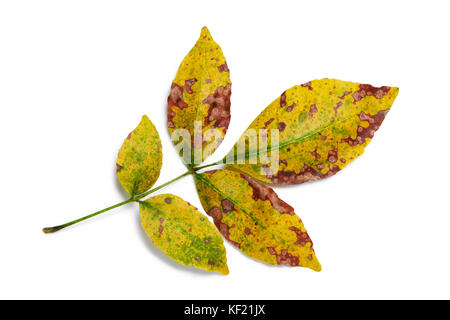 Herbst Farben esche Blätter auf weißem Hintergrund closeup Stockfoto