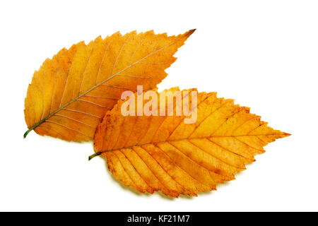 Paar leuchtend orange rot gold Herbst elm Blätter auf weißem Hintergrund Stockfoto