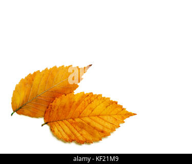 Paar leuchtend orange rot gold Herbst elm Blätter auf weißem Hintergrund Stockfoto