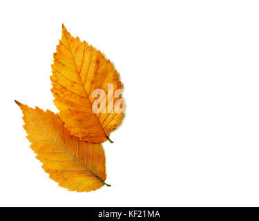 Paar leuchtend orange rot gold Herbst elm Blätter auf weißem Hintergrund Stockfoto