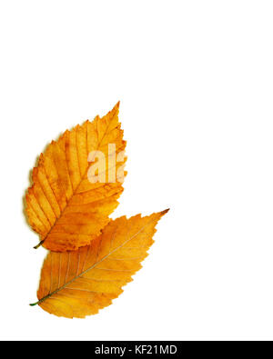 Paar leuchtend orange rot gold Herbst elm Blätter auf weißem Hintergrund Stockfoto