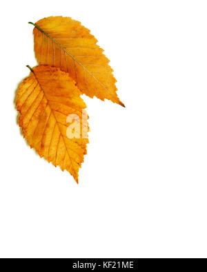 Paar leuchtend orange rot gold Herbst elm Blätter auf weißem Hintergrund Stockfoto