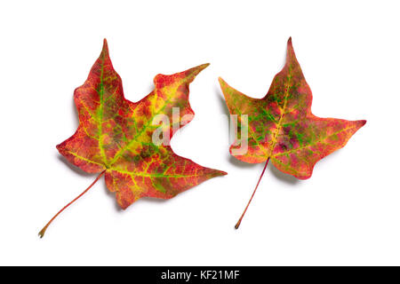 Brillante Herbst Blätter mit roten, orangen und gelben Farben Stockfoto