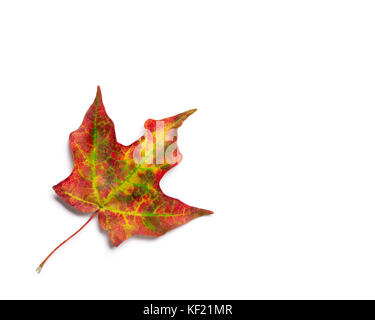 Raidant Blatt mit Rot, orange und Gelb Herbst Farben Stockfoto