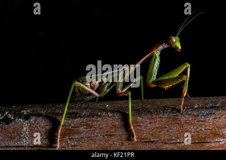 Mantis, Makrofotografie gemeinsamen Green Mantis oder beten Mantis auf schwarzem Hintergrund isoliert. Stockfoto