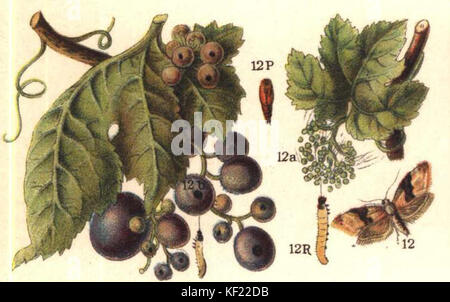 Bekreuzte Traubenwickler ugglan Stockfoto