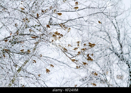 Spatzen im Winter morgens sitzen auf den Ästen mit Frost Stockfoto