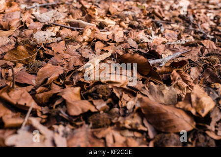 Brüniert Herbst knusprig Laub auf dem Waldboden. Stockfoto