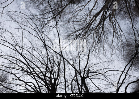 Schwarz-weiß-unheimliche Schüsse von unten von Bäumen ohne Blätter. Stockfoto