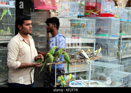 Souq Waqif, Doha, Katar - 23. Oktober 2017: Mitarbeiter bei bestand in der Pet shop Bereich der Souq Waqif in Katar, Saudi-Arabien. Stockfoto