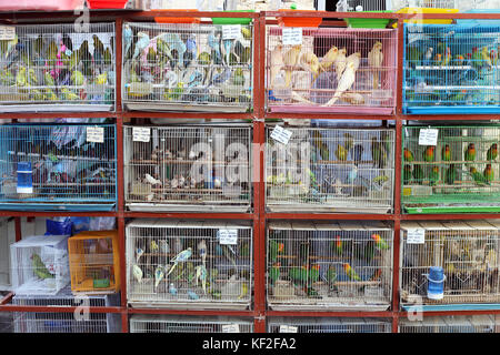 Souq Waqif, Doha, Katar - Oktober 23, 2017: ples Käfige in der Pet shop Bereich der Souq Waqif in Katar, Saudi-Arabien. Stockfoto