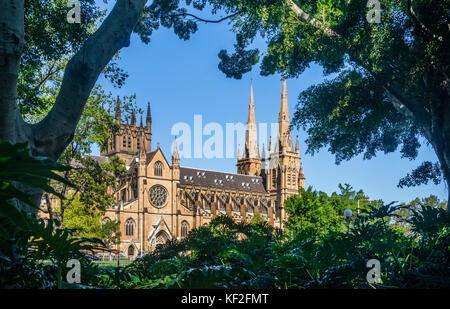 Australien, New South Wales, Sydney, Hyde Park, mit Blick auf die gotische St. Mary's Cathedral Stockfoto