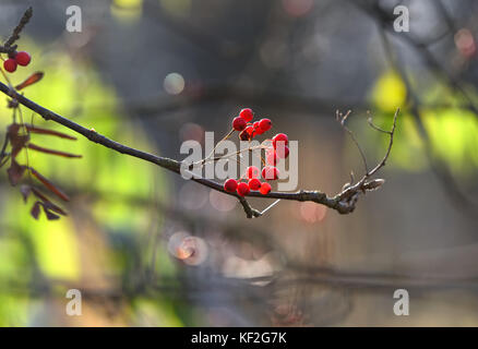 Rote Vogelbeeren im Hintergrund in einem späten Oktober Morgenlicht in Helsinki, Finnland an sonnigen kalten Morgen. Stockfoto