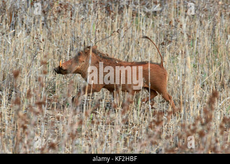 Gemeinsame Warzenschwein, Phocochoerus Africanus, laufen durch das Unterholz, fällt Mkuzi Game Reserve, Südafrika Stockfoto