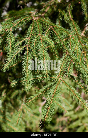 Statiunea Muntele Băișorii (Mountain Resort Băişorii) - die Fichte (Picea abies) Stockfoto