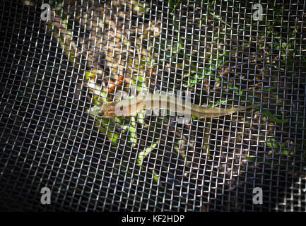 Neuseeland: Whitebait gebändert Kokopu (Galaxias fasciatus): juvenile Fische, Lokal "whitebait. Dies ist einer der fünf Arten von whitebait. Stockfoto