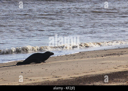 Kegelrobbe, die über den Strand bei Winterton Dünen Naturpark in Norfolk, England Stockfoto