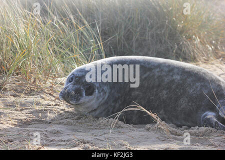 Grau Dichtung versteckt in einer Sanddüne an Winteron Dünen Naturschutzgebiet, Norfolk, England Stockfoto