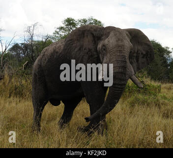 Elefanten in Akazie Wald im Okavango Delta Stockfoto