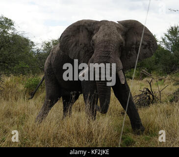 Elefanten in Akazie Wald im Okavango Delta Stockfoto