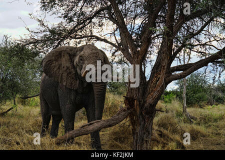 Elefanten in Akazie Wald im Okavango Delta Stockfoto