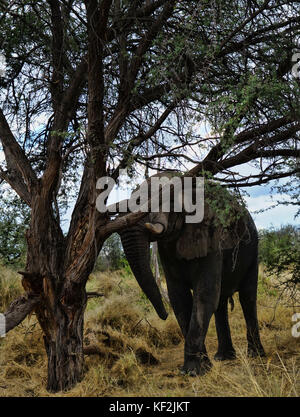 Elefanten in Akazie Wald im Okavango Delta Stockfoto