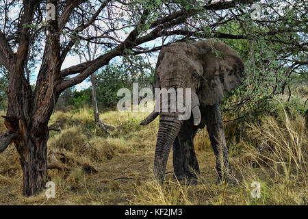 Elefanten in Akazie Wald im Okavango Delta Stockfoto