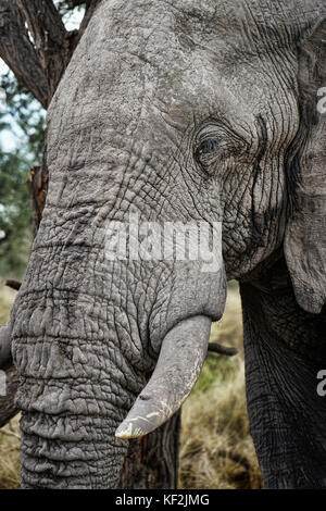 Elefanten in Akazie Wald im Okavango Delta Stockfoto