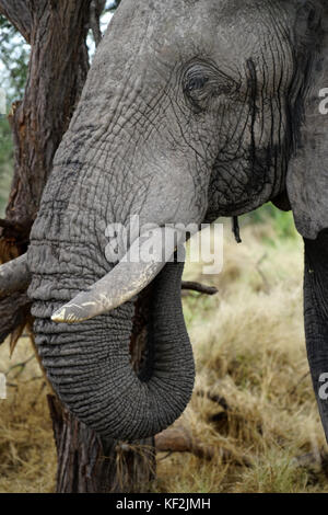 Elefanten in Akazie Wald im Okavango Delta Stockfoto