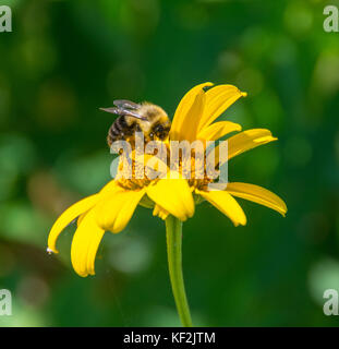 Eine Hummel zu beobachten, wie sie ihre Pollen von einer Oxeye Sonnenblume sammelt. Stockfoto
