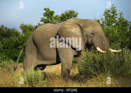 Elefanten in Akazie Wald im Okavango Delta Stockfoto