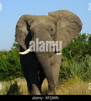 Elefanten in Akazie Wald im Okavango Delta Stockfoto