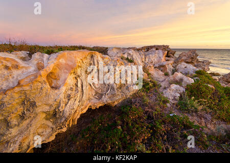 Versteinerte Reste von tuart Wald in der tamala Kalkstein thoughout point Peron und der shoalwater Islands Marine Park in der Nähe von Newport Stockfoto