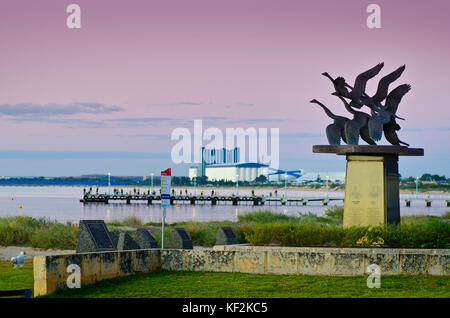 Wilde Gänse, catalpa Memorial, Palm Beach, Western Australia Rockingham Stockfoto