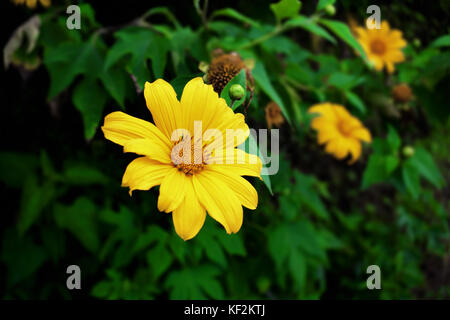 Wilden Sonnenblume Stockfoto