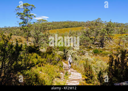 Taube Canyon und verzauberten Wald ist eine schöne Wanderung in der Cradle Mountain Lake St. Clair National Park - Tasmanien, Australien Stockfoto