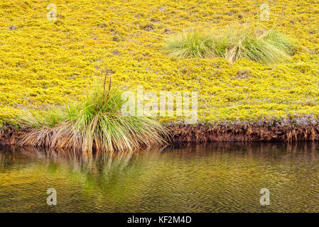 Goldenen Glanz der buttongrass glaciel Moor und einem kleinen See entlang King Billy Track in der Cradle Mountain - Lake St Clair National Park - Tasmanien, Australien Stockfoto