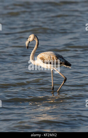 Kinder natürliche größere Flamingo (phoenicopterus ruber) in Wasser Stockfoto